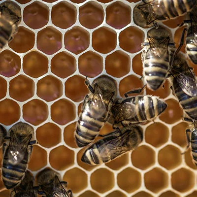 掌握网络脉搏：用Ping命令精准诊断V2Ray连接状态的艺术