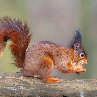 华为路由器科学上网全攻略：解锁全球网络的终极指南