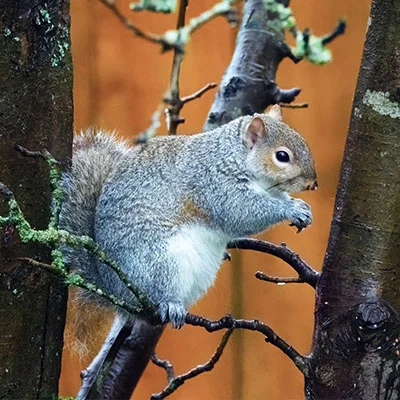 掌握科学上网利器：Clash节点添加全攻略与深度解析