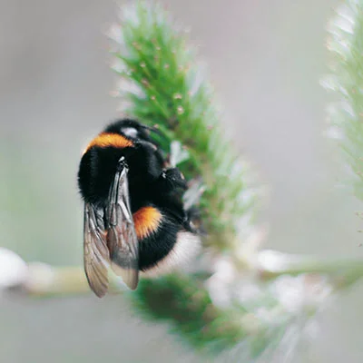 破解网络迷雾：V2Ray安全性全解析与隐私保障实践指南