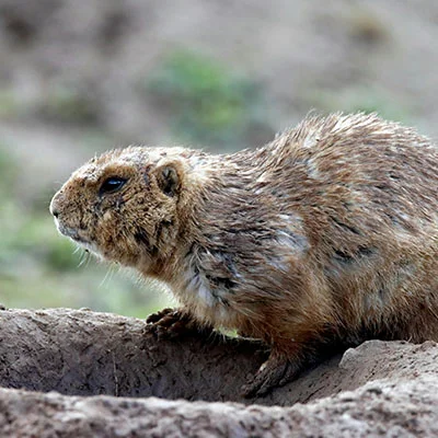 1月10日|18.7M/S，Shadowrocket节点/Clash节点/SSR节点/V2ray节点|免费订阅机场|每天更新免费梯子